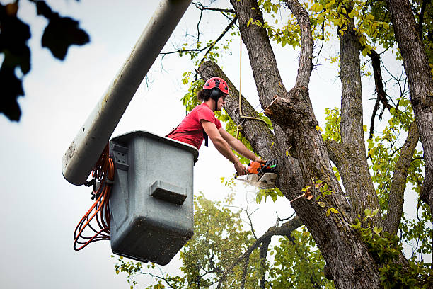 Best Commercial Tree Services  in Wimauma, FL